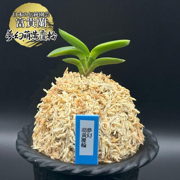 �x�M�� ���� �� �����G������ �ނ���������ӂ���� 1�{�� ���i T723 �t�E�L���� �t�E���� �������� ���i�摜1