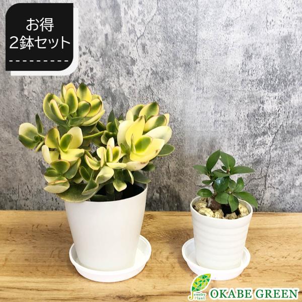 お得2鉢セット 福袋 約4,660円相当の観葉植物 おしゃれ 金のなる お得2鉢セット 福袋 約4,660円相当の観葉植物 おしゃれ 金のなる