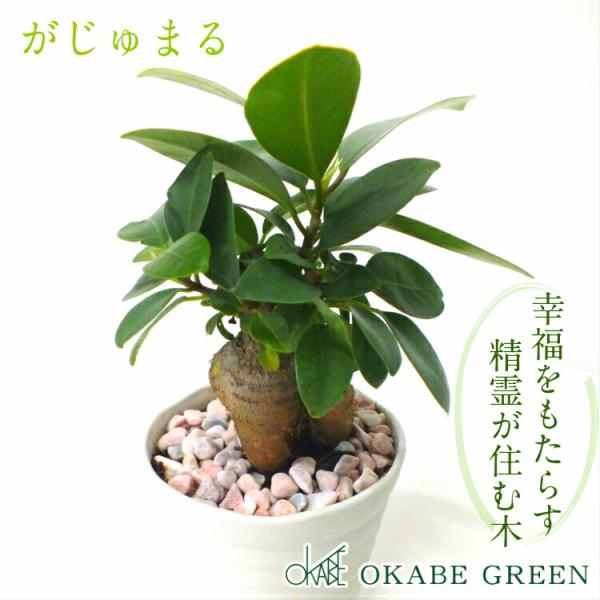 okabegreen_gm-120
