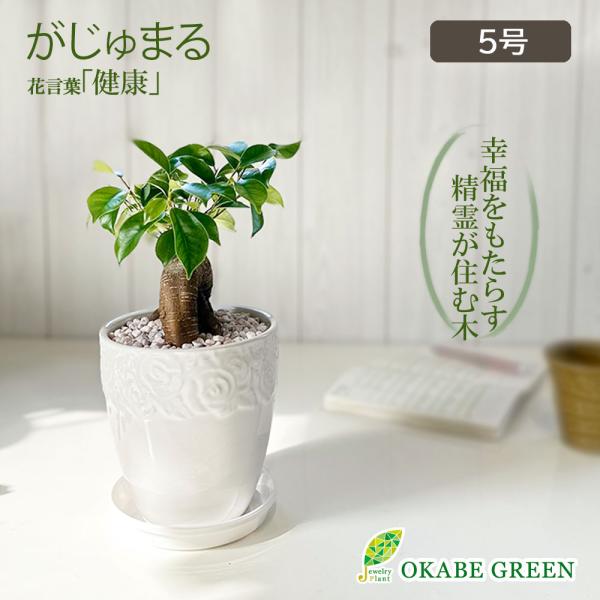 観葉植物 おしゃれ ガジュマル フィカス 5号 素敵な白薔薇陶器鉢