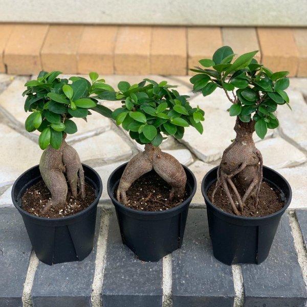 ガジュマル 5号 黒プラスチック鉢 観葉植物 おしゃれ お祝い プレゼント ギフト 風水 種類一覧 鉢植え Buyee Buyee บร การต วกลางจากญ ป น ซ อจากประเทศญ ป น