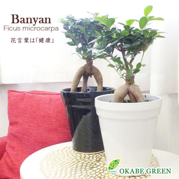 がじゅまる 6号 選べる白黒陶器鉢 ベラボン 鉢皿付 観葉植物 おしゃれ お祝い プレゼント ギフト 風水 種類一覧 敬老の日 Gm 232 Okabe Green Jewery Plant 通販 Yahoo ショッピング