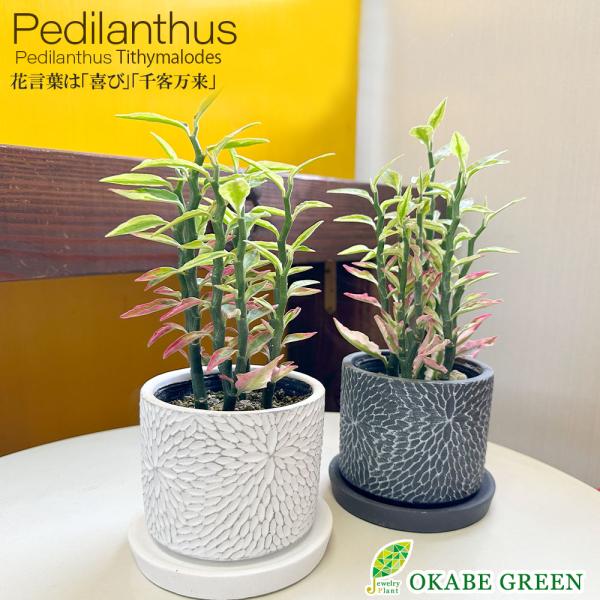 植木鉢　龍　落鑑有り 楽天市場】龍（植木鉢・プランター｜ガーデニング・農業）：花