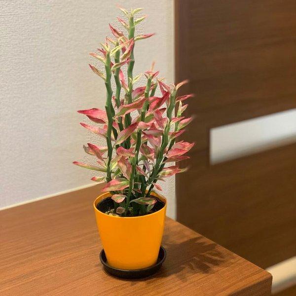 ペディランサス 銀竜 カラープラスチック鉢 商売繁盛の木 金運 風水 観葉 観葉植物 おしゃれ お祝い プレゼント ギフト風水 種類一覧 Buyee Buyee บร การต วกลางจากญ ป น ซ อจากประเทศญ ป น