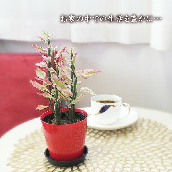 ペディランサス 銀竜 カラープラスチック鉢 商売繁盛の木 金運 風水 観葉 観葉植物 おしゃれ お祝い プレゼント ギフト風水 種類一覧 父の日 Buyee Buyee 提供一站式最全面最專業現地yahoo Japan拍賣代bid代拍代購服務 Bot Online