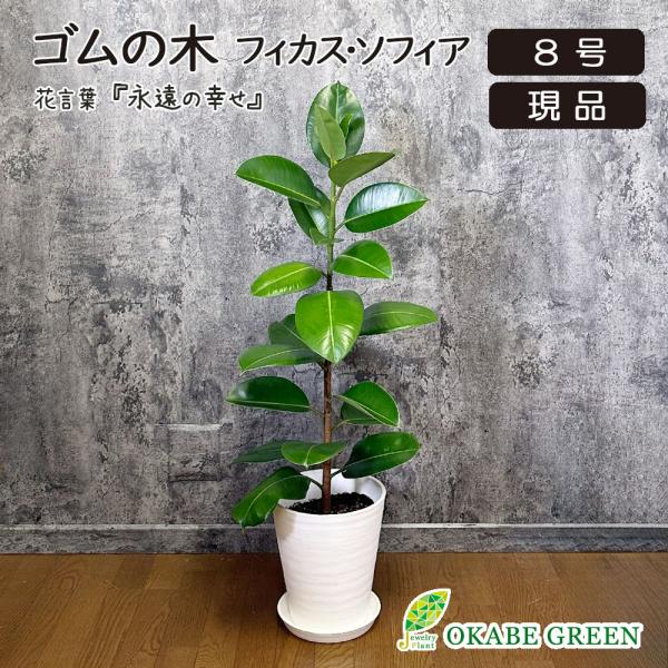 観葉植物 ゴムの木 インドゴム フィカス ソフィア 現品 8号 白