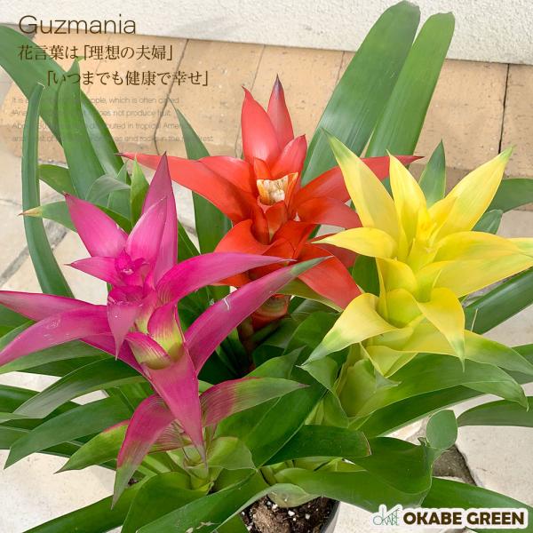グズマニア6号 カラープラ鉢 観葉植物 おしゃれ お祝い プレゼント ギフト風水 種類一覧 母の日 Gz 84 Okabe Green 通販 Yahoo ショッピング