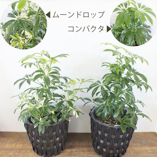 シェフレラ ホンコンカポック ５号 シックな茶色いかごｐｐライナー付き 観葉植物 おしゃれ お祝い プレゼント ギフト風水 種類一覧 Buyee Buyee Japanese Proxy Service Buy From Japan Bot Online