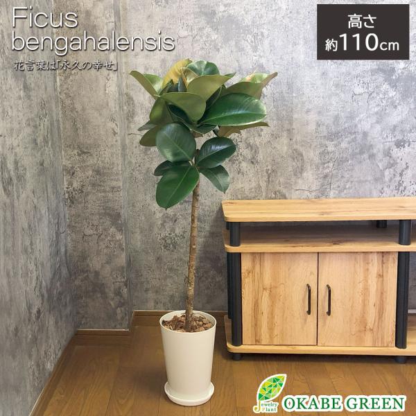 インドゴム ベンガレンシス ベンガルゴム 11号 アンティーク調の白鉢 バークチップ付 観葉植物 おしゃれ お祝い プレゼント ギフト 風水 種類一覧 中型 Ig 139 Okabe Green Jewelryplant 通販 Yahoo ショッピング