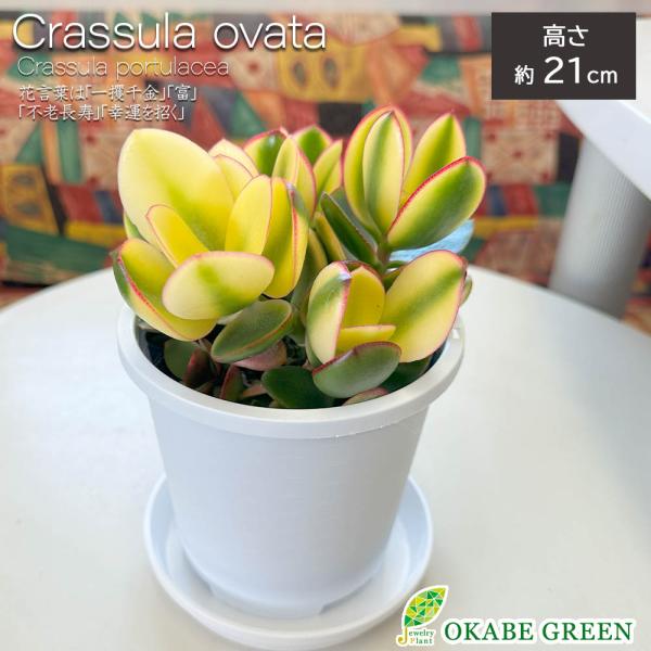 okabegreen_kk-41-4