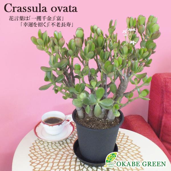 観葉植物 種類 室内 金のなる木 5号 黒プラスチック鉢 成金草 花月