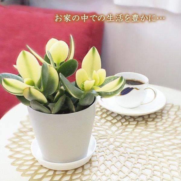 金のなる木 斑入り 成金草 花月 多肉植物 プラスチック鉢 4号 観葉植物 おしゃれ お祝い プレゼント ギフト風水 種類一覧 鉢植え 母の日 Buyee Buyee Japanese Proxy Service Buy From Japan Bot Online