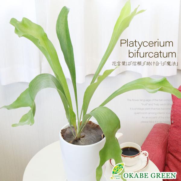 ビカクシダ コウモリラン ファイバー鉢 お皿付き 観葉植物 種類 室内 コウモリラン ビカクシダ 6号 白陶器鉢 受皿付