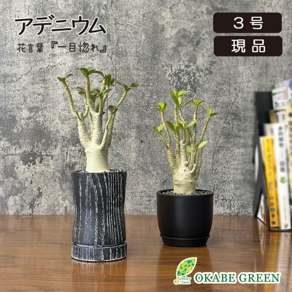 観葉植物 アデニウム 現品 3号 黒ロング陶器鉢 ラッピング無料 塊根