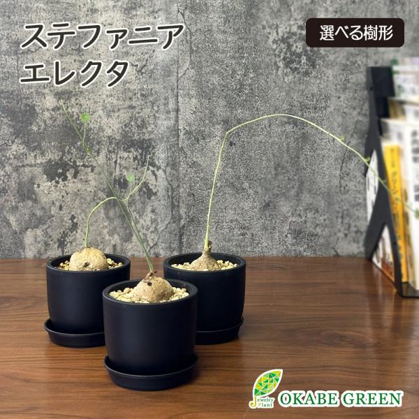 希少品種 観葉植物 お中元 ステファニア エレクタ 選べる樹形 現品 3.5