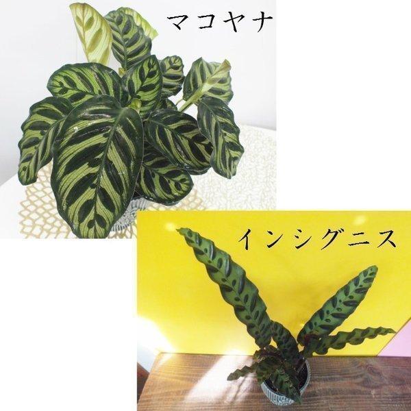 カラテア マコヤナ カラテア インシグニスとデザインの陶器 ゴシキヤバネショウ 観葉植物 おしゃれ お祝い プレゼント ギフト風水 種類一覧 鉢植え Buyee Buyee 日本の通販商品 オークションの代理入札 代理購入