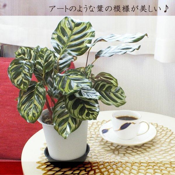 カラテア マコヤナ 4号 白プラスチック鉢 水苔で植えてあります 和名ゴシキヤバネショウ 観葉植物 おしゃれ お祝い プレゼント 風水 種類一覧 鉢植え 父の日 Buyee Buyee Japanese Proxy Service Buy From Japan Bot Online