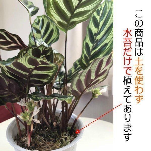 カラテア マコヤナ 4号 白プラスチック鉢 水苔で植えてあります 和名ゴシキヤバネショウ 観葉植物 おしゃれ お祝い プレゼント ギフト風水 種類一覧 鉢植え Buyee Buyee Japanese Proxy Service Buy From Japan Bot Online