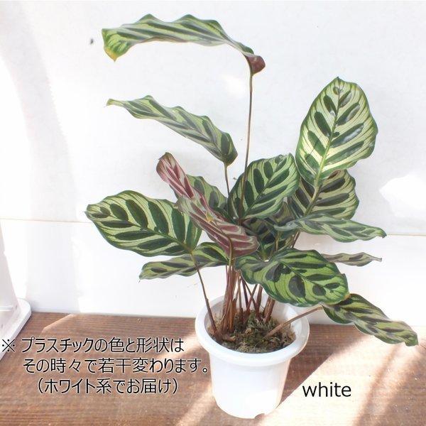 カラテア マコヤナ 4号 白プラスチック鉢 水苔で植えてあります 和名ゴシキヤバネショウ 観葉植物 おしゃれ お祝い プレゼント ギフト風水 種類一覧 鉢植え Buyee Buyee Japanese Proxy Service Buy From Japan Bot Online