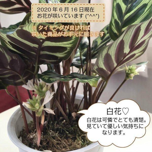 カラテア マコヤナ 4号 白プラスチック鉢 水苔で植えてあります 和名ゴシキヤバネショウ 観葉植物 おしゃれ お祝い プレゼント ギフト風水 種類一覧 鉢植え Buyee Servis Zakupok Tretim Licom Buyee Pokupajte Iz Yaponii