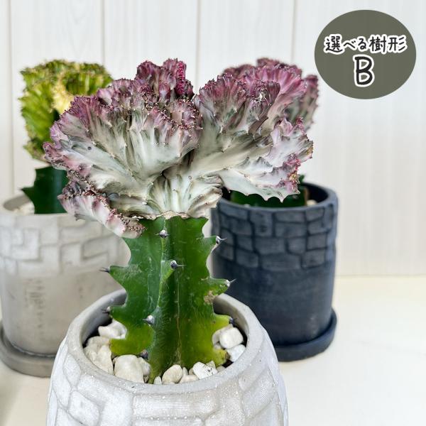 �ϗt�A�� ���[�t�H���r�A �}�n���W�� ���i �f�U�C�����픫 5.5�� �I�ׂ���` �����A�� �a���� �M�t�g ���̓� �M�t�g �v���[���g �������� ���i�摜3