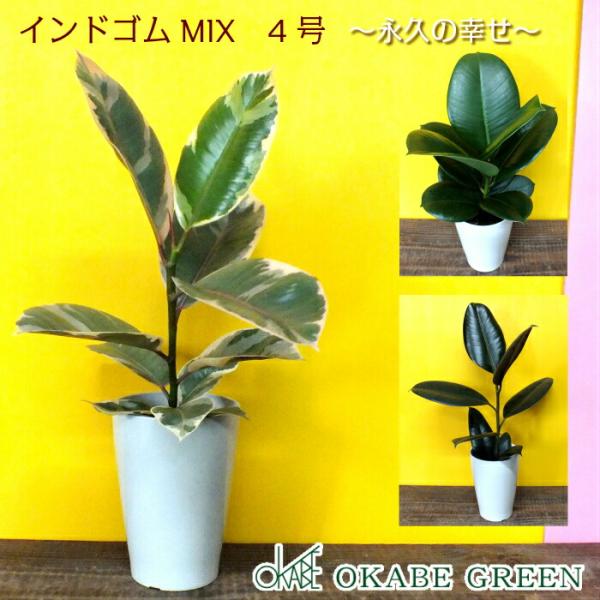 ゴムの木 インドゴム 4号 選べる種類 木チップ 白プラスチック鉢 観葉植物 おしゃれ お祝い プレゼント ギフト 風水 種類一覧 Ky 1 1 Okabe Green Jewery Plant 通販 Yahoo ショッピング