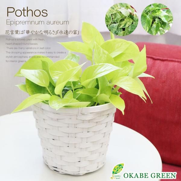 観葉植物 ハートの葉っぱ 種類 室内 ポトス 選べる品種 グリーン 観葉植物 ハートの葉っぱ 種類 室内 ポトス 選べる品種 グリーン