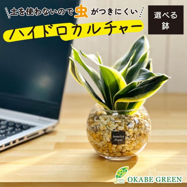 ハイドロカルチャー サンスベリア 観葉植物 土なし おしゃれ