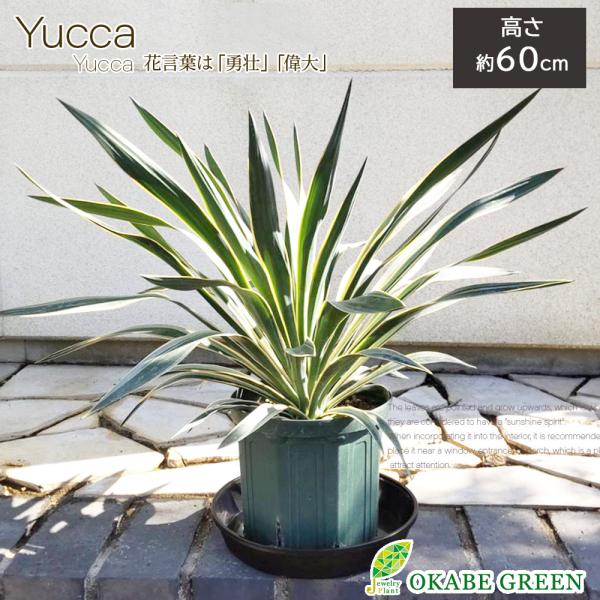 ユッカ グロリオサバリエガータ美品 ユッカ グロリオサ バリエガータ 苗 おすすめ 苗木部 By 花ひろば