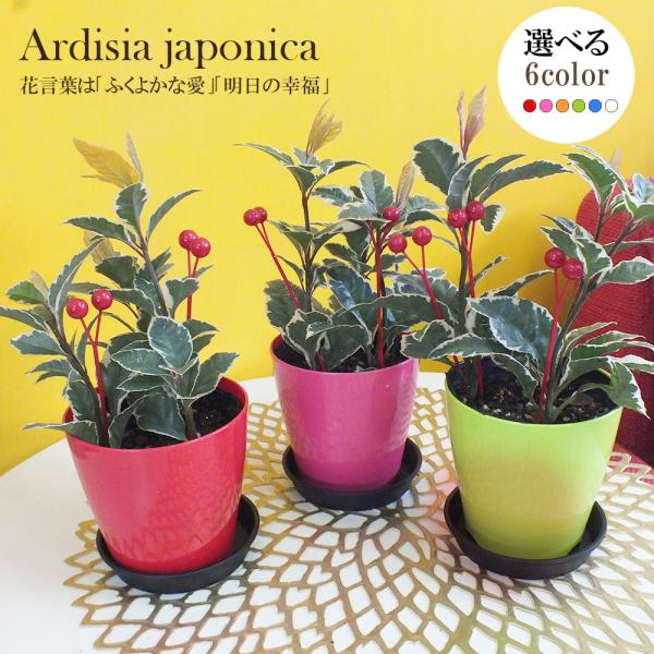 ペペロミア プミラ ピレア ヤブコウジ 観葉 白プラスチック鉢 選べるギフト 観葉植物 おしゃれ お祝い プレゼント ギフト風水 種類一覧 鉢植え Ky 34 2 Okabe Green 通販 Yahoo ショッピング