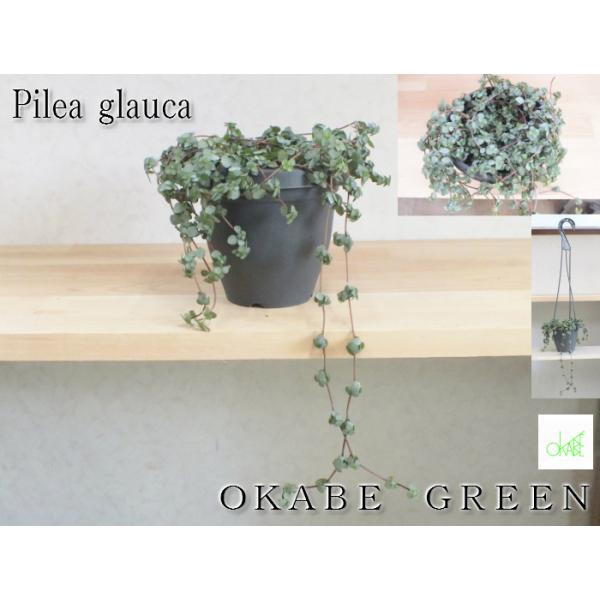 ピレアグラウカ 4号 ハンギングセット 観葉植物 おしゃれ お祝い プレゼント ギフト 風水 種類一覧 鉢植え 敬老の日 Ky 68 4 Okabe Green Jewery Plant 通販 Yahoo ショッピング
