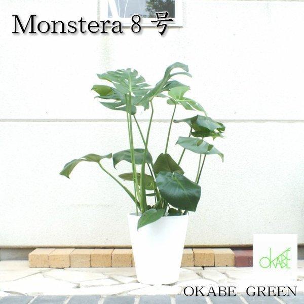 モンステラ8号白セラアート鉢 観葉植物 おしゃれ お祝い プレゼント ギフト風水 種類一覧 大型 鉢植え 父の日 Mo 297 1 Okabe Green 通販 Yahoo ショッピング