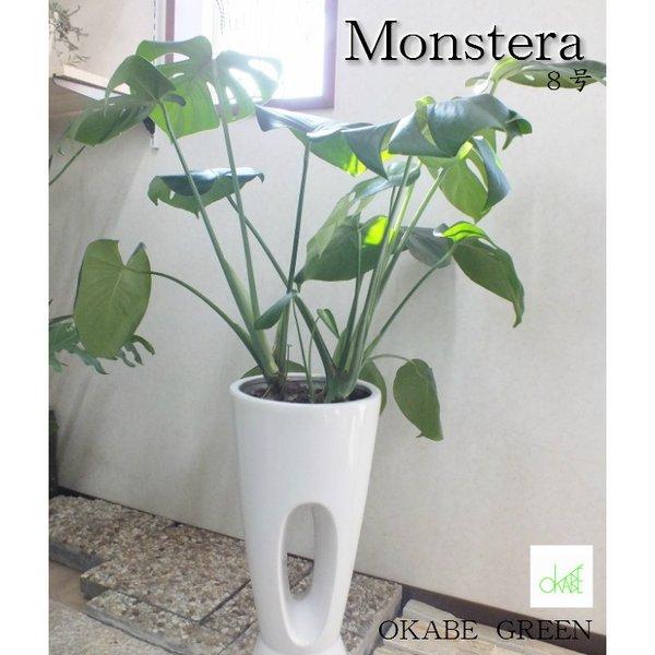 モンステラ8号 すてきな白陶器ロング鉢 現品 観葉植物 おしゃれ 敬老の日 プレゼント ギフト風水 種類一覧 鉢植え Mo 35 Okabe Green 通販 Yahoo ショッピング