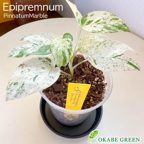 モンステラ 風水 みんな探してる人気モノ モンステラ 風水 レディースファッション