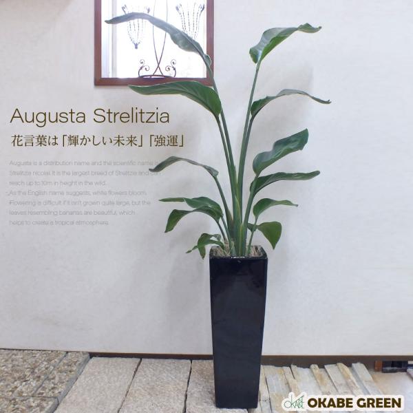 オーガスタ 陶器鉢 ギフト 観葉植物 鉢植え お祝い 誕生日プレゼント 開店祝 引越祝 新築祝い 父の日 ギフト プレゼント Fakfakkab Go Id