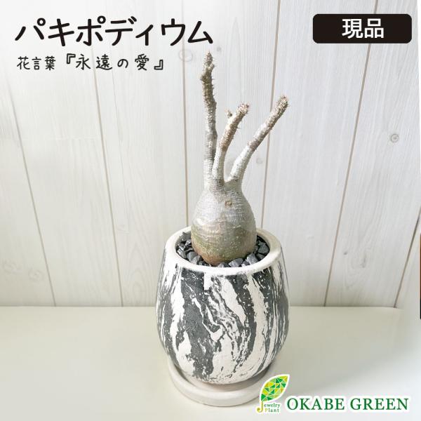 多肉植物 パキポディウム ホロンベンセ 4号 塊根植物 現品 インテリア 観葉植物 おしゃれ お祝い プレゼント ギフト風水 種類一覧 父の日 Buyee Servis Zakupok Tretim Licom Buyee Pokupajte Iz Yaponii