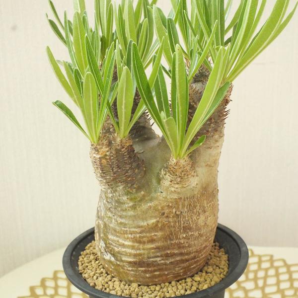 多肉植物 パキポディウム ホロンベンセ 4号 塊根植物 現品 インテリア 観葉植物 おしゃれ お祝い プレゼント ギフト風水 種類一覧 父の日 Buyee Servis Zakupok Tretim Licom Buyee Pokupajte Iz Yaponii