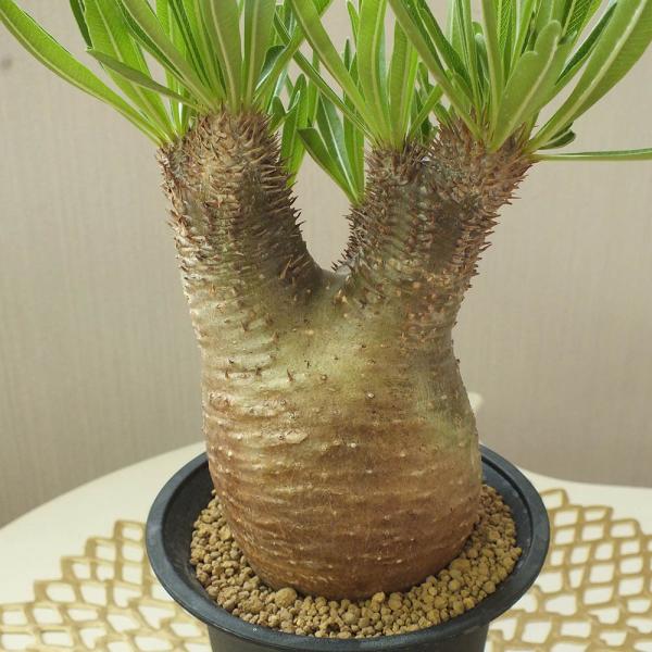 多肉植物 パキポディウム ホロンベンセ 4号 塊根植物 現品 インテリア 観葉植物 おしゃれ お祝い プレゼント ギフト風水 種類一覧 父の日 Buyee Servis Zakupok Tretim Licom Buyee Pokupajte Iz Yaponii