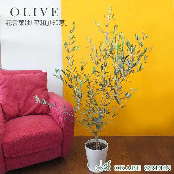 オリーブ 6号 白のプラスチック鉢 観葉植物 おしゃれ お祝い プレゼント ギフト 風水 種類一覧 鉢植え 母の日 Ol 174 Okabe Green Jewelryplant 通販 Yahoo ショッピング