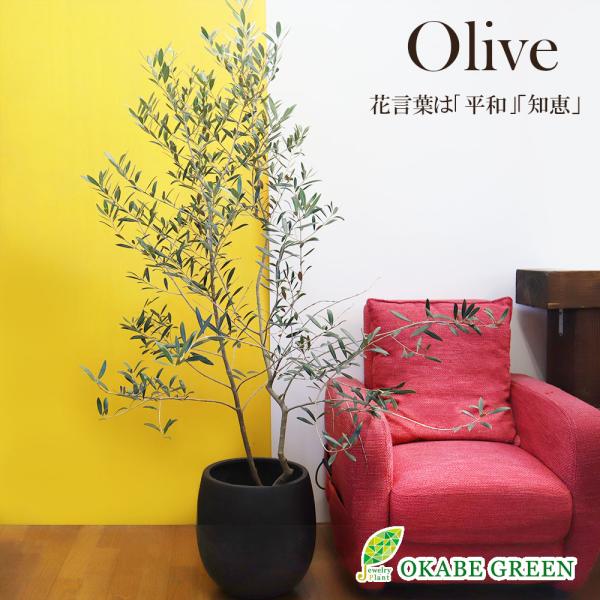 オリーブ ルッカ 軽量鉢カバー 観葉植物 おしゃれ お祝い プレゼント ギフト 風水 種類一覧 シンボルツリー 母の日 Ol 8 Okabe Green Jewelryplant 通販 Yahoo ショッピング