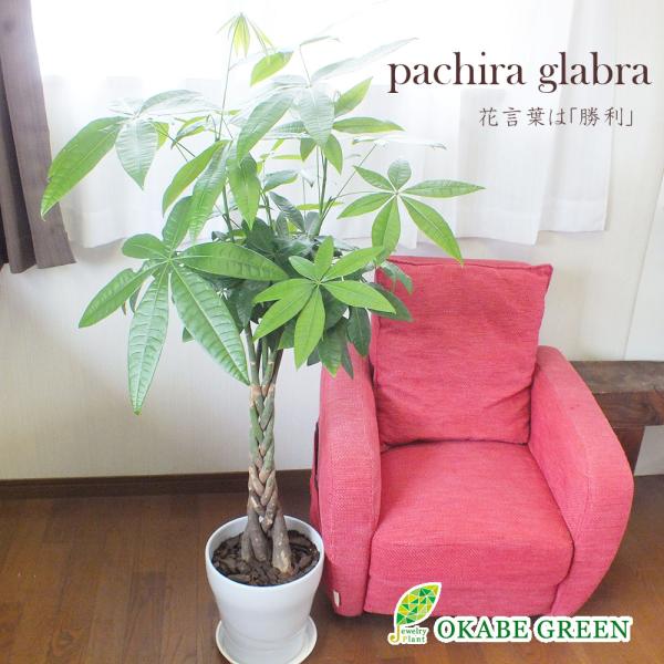 観葉植物 おしゃれ 大型 本物 パキラ 8号 白陶器鉢 バーク 観葉植物 おしゃれ 大型 本物 パキラ 8号 白陶器鉢 バーク