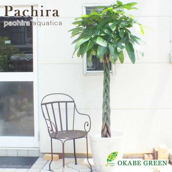 パキラ ねじり 10号 白アンティーク調鉢カバー バーク付き 観葉植物 おしゃれ お祝い プレゼント ギフト 風水 鉢植え アジアンテイスト クリスマスプレゼント Pk111 2 Okabe Green Jewelryplant 通販 Yahoo ショッピング
