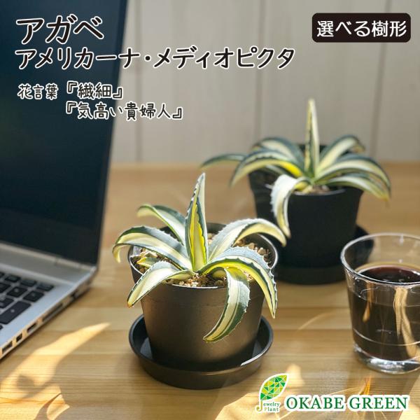 【‼︎良型株‼︎】アガベ　アメリカーナ　華厳　8号鉢　メディオピクタ　アルバ 植物販売】兵庫県宝塚市㈱陽春園植物場ネット通販 アガベ
