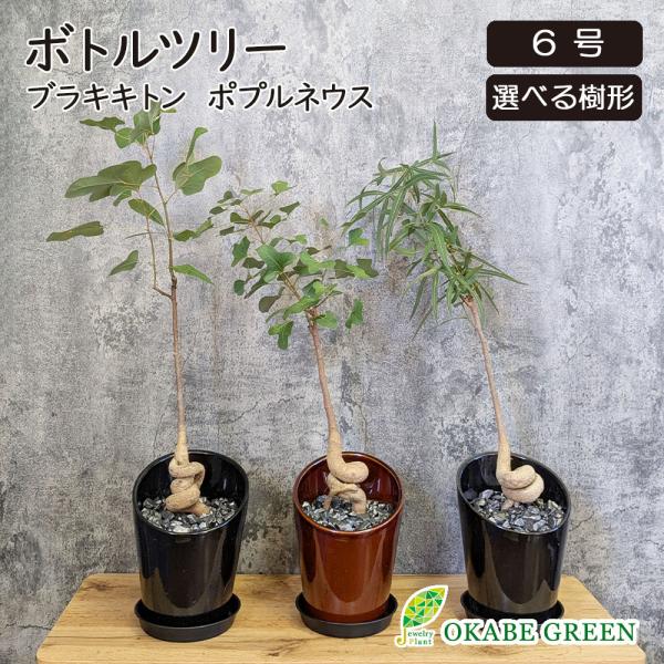 観葉植物 ボトルツリー ブラキキトン ポプルネウス 選べる樹形 6号