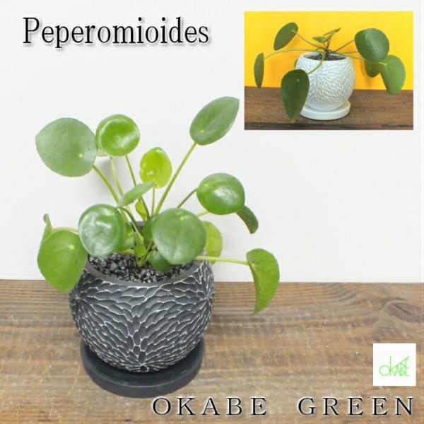 ピレア ペペロミオイデス 黒か白の選べる陶器 ソーサー付き 観葉植物 おしゃれ お祝い プレゼント ギフト風水 種類一覧 母の日 Pp 245 Okabe Green 通販 Yahoo ショッピング