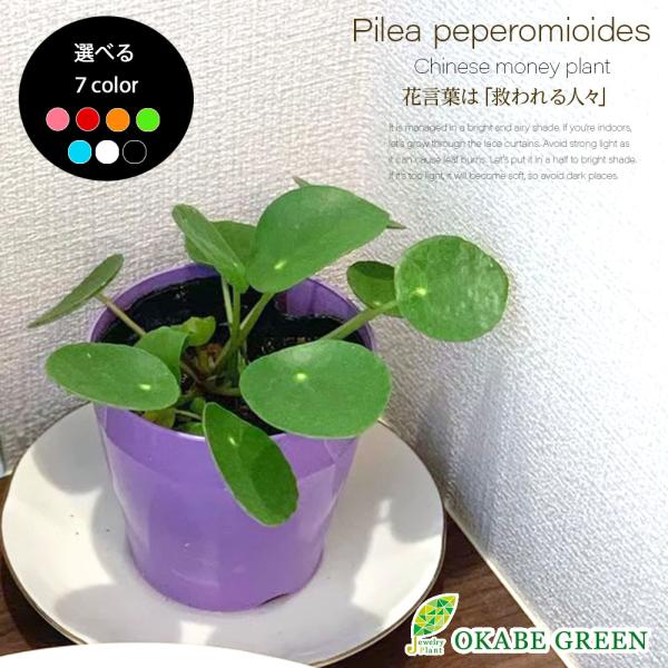 ピレア ペペロミオイデス 3 5号 カラープラスチック鉢 観葉植物 おしゃれ お祝い プレゼント ギフト 風水 種類一覧 敬老の日 Pp 245 2 Okabe Green Jewery Plant 通販 Yahoo ショッピング