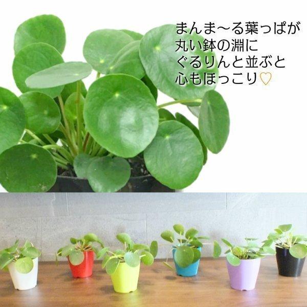 ペチュランス 目覚める なぜ ピレア 風水 良性 比較的 効能