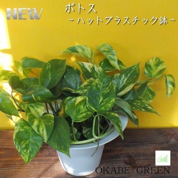 ポトス ハットプラスチック鉢 8号 観葉植物 おしゃれ お祝い プレゼント ギフト風水 種類一覧 鉢植え 母の日 Ps 311 Okabe Green 通販 Yahoo ショッピング