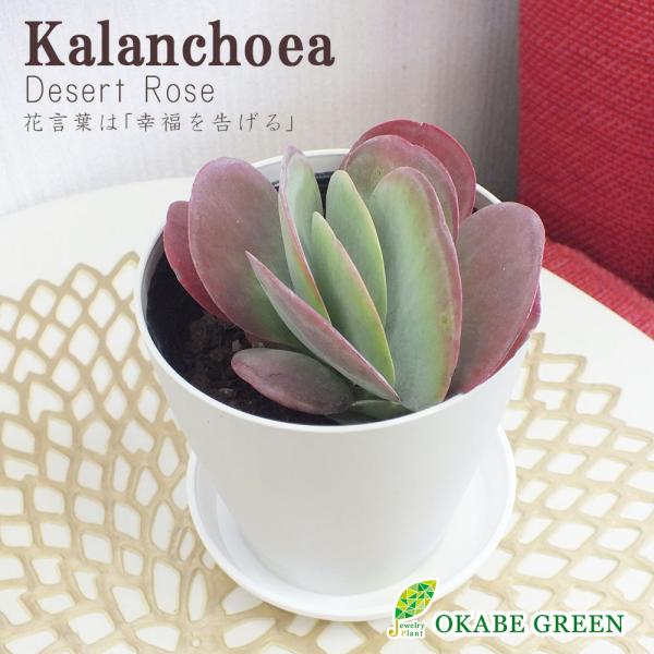 観葉植物 種類 室内 カランコエ デザートローズ 4号 多肉植物 選べる