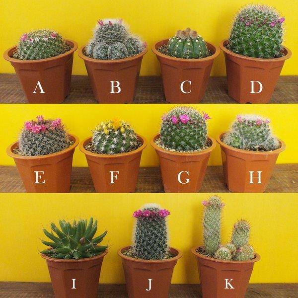 サボテン 4号 茶プラスチック鉢 受皿付 現品 多肉植物 観葉植物 おしゃれ お祝い プレゼント ギフト風水 種類一覧 母の日 Buyee Buyee Japanese Proxy Service Buy From Japan Bot Online